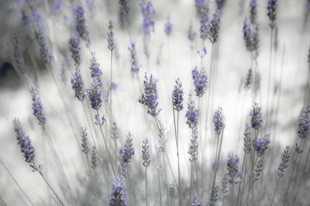 Lavandas Ok.jpg