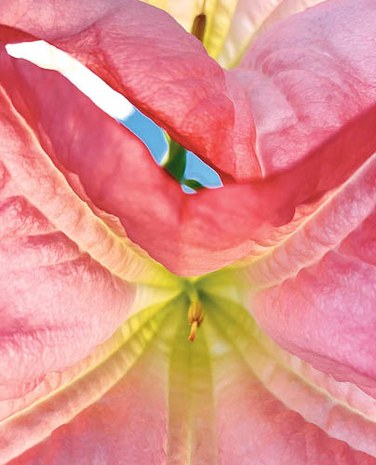 Portada 2 Flor sexual Ok.jpg