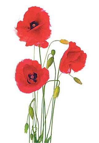 amapola.jpg